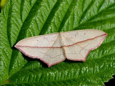 Timandra comae