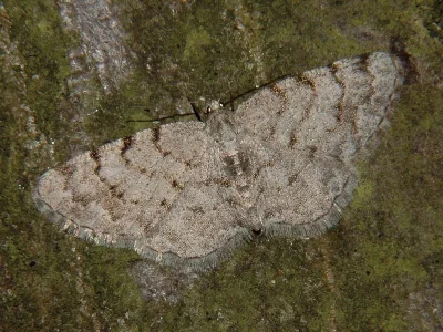 Aethalura punctulata