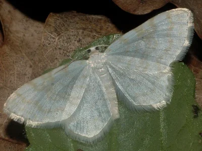 Asthena albulata