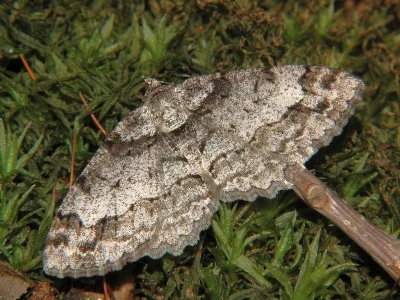Paradarisa consonaria