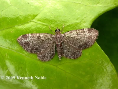 Pasiphila chloerata