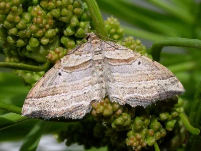 Costaconvexa polygrammata