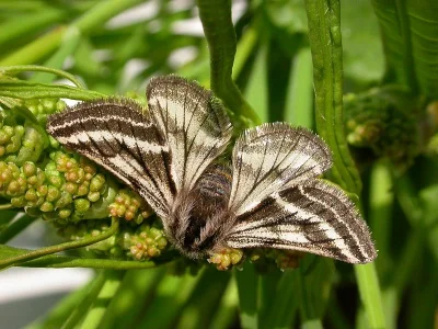 Lycia zonaria