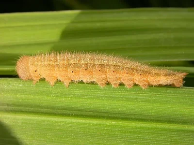 Melanargia (Melanargia) galathea
