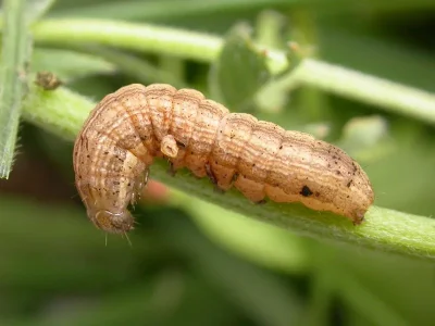 Mythimna (Mythimna) impura