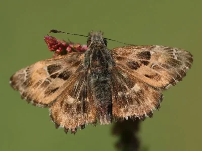 Carcharodus alceae