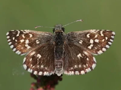 Pyrgus malvae