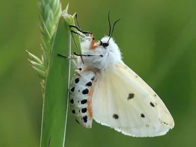 Spilosoma lubricipeda