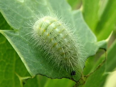 Zygaena (Mesembrynus) punctum