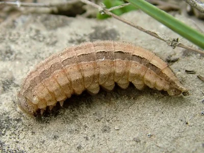 Hipparchia (Parahipparchia) pellucida