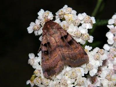 Xestia (Xestia) stigmatica