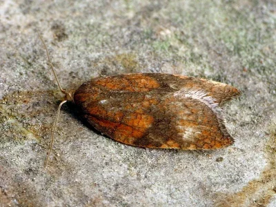Acleris rhombana