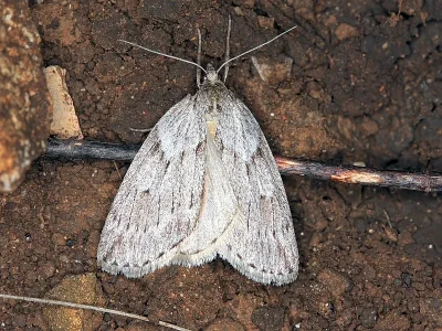Pachycnemia hippocastanaria