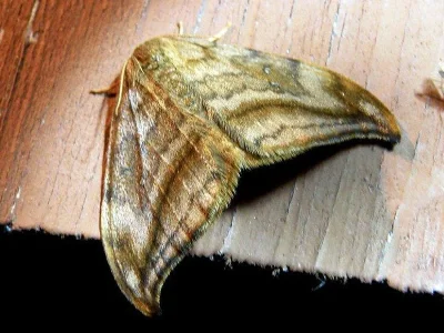 Drepana curvatula
