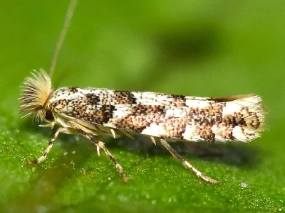 Phyllonorycter populifoliella
