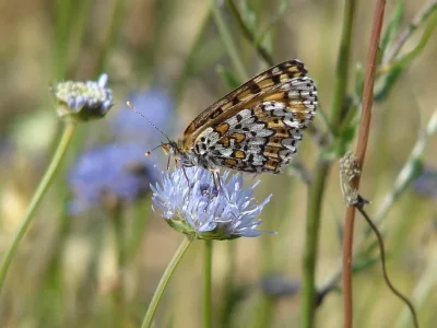 Melitaea cinxia