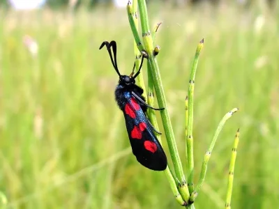 Zygaena (Zygaena) trifolii