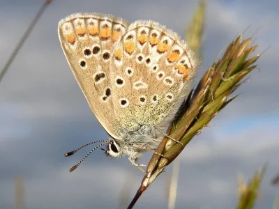 Polyommatus (Polyommatus) icarus