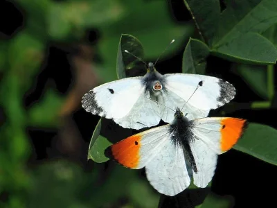 Anthocharis (Anthocharis) cardamines