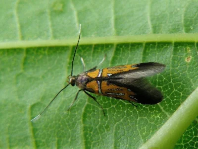 Schiffermuelleria (Schiffermuelleria) schaefferella