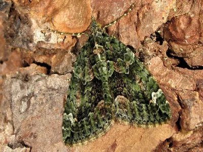 Chloroclysta siterata