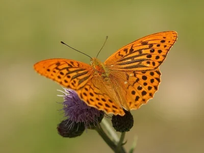 Argynnis (Argynnis) paphia