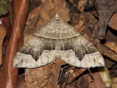 Scotopteryx moeniata