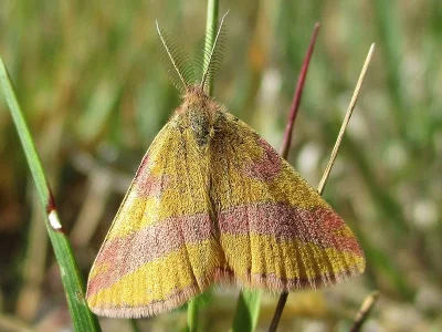 Lythria cruentaria