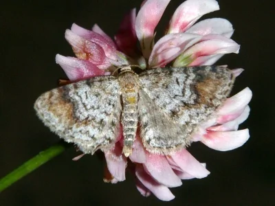 Venusia blomeri