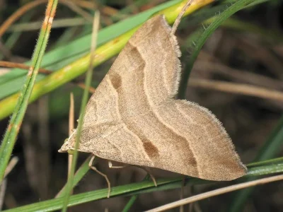 Aplocera columbata