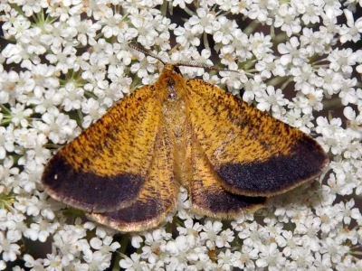 Isturgia roraria