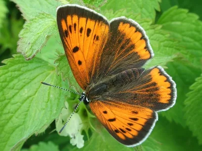Lycaena (Thersamolycaena) dispar