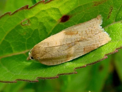 Aphelia (Aphelia) viburnana