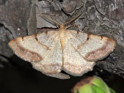 Selidosema brunnearia