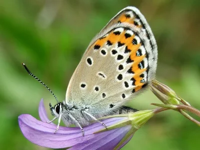 Plebejus (Lycaeides) argyrognomon