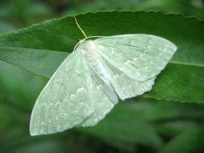 Geometra papilionaria