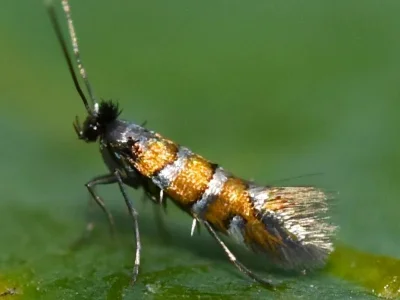 Phyllonorycter schreberella
