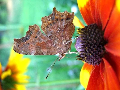 Polygonia c-album