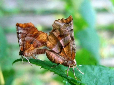 Selenia dentaria