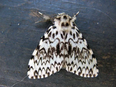 Lymantria (Lymantria) monacha