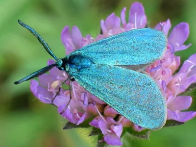 Adscita (Adscita) statices