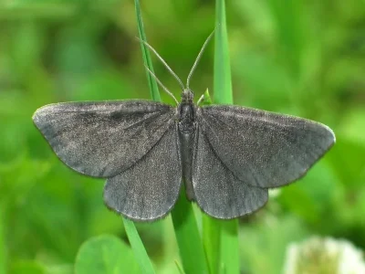 Odezia atrata