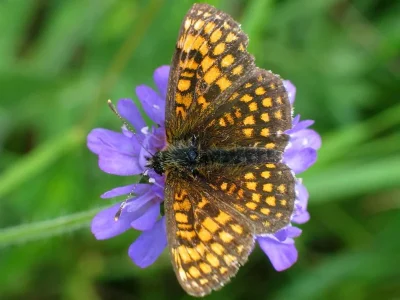 Melitaea (Mellicta) athalia