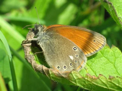 Coenonympha glycerion