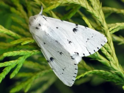 Acronicta (Acronicta) leporina