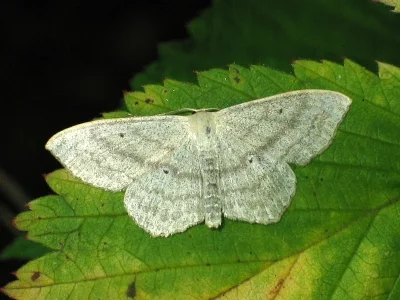 Scopula (Scopula) nigropunctata