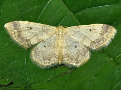 Idaea biselata