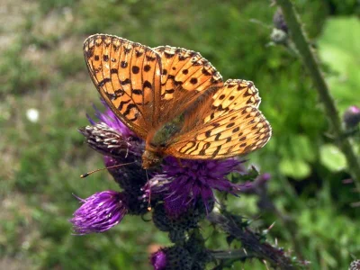 Argynnis (Speyeria) aglaja