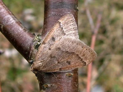 Theria rupicapraria