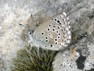 Pseudophilotes abencerragus